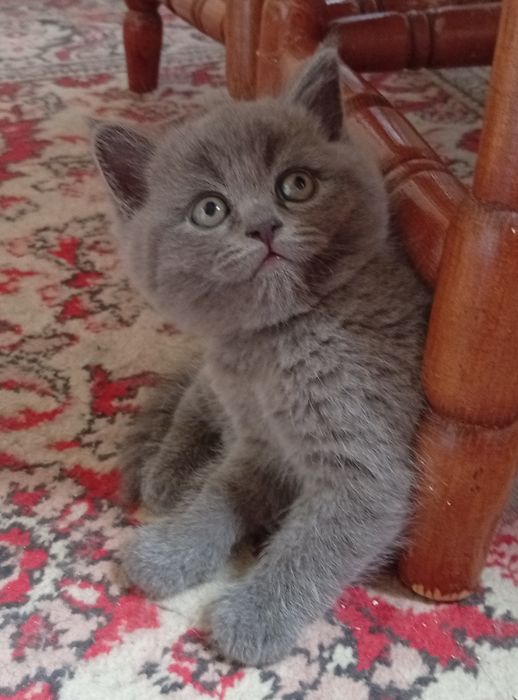 Котята британские
