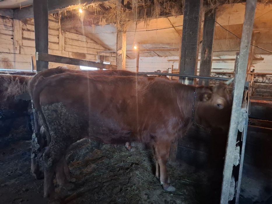 Семіз ұрғашы тайша сатылады