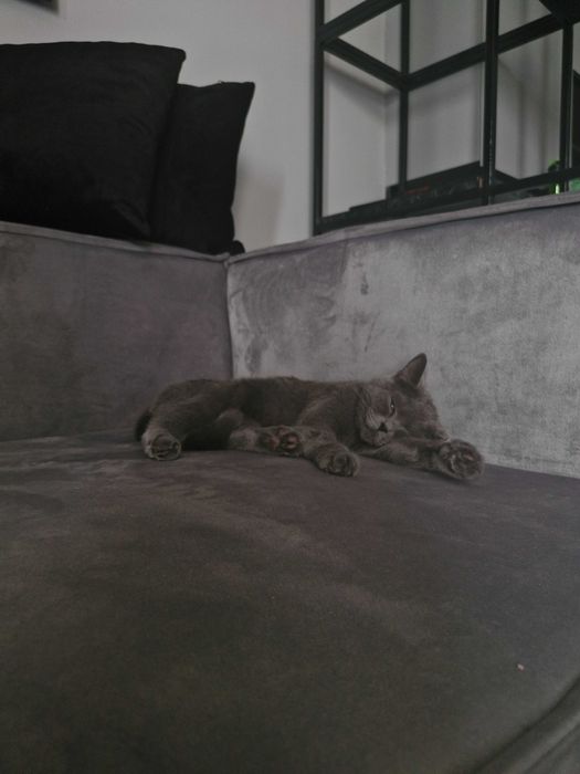 Британская порода