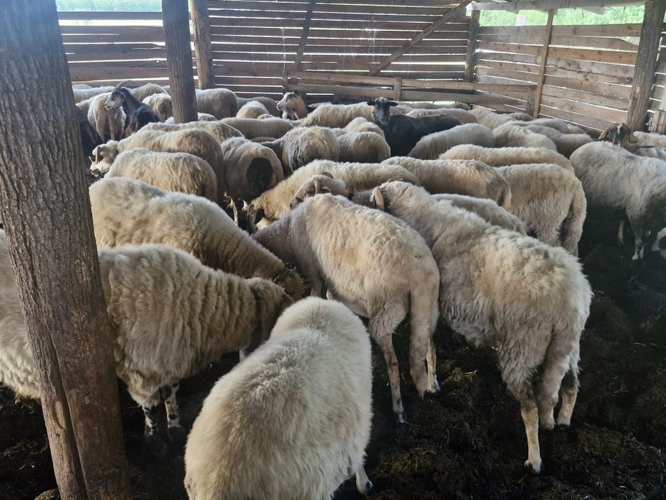 Vand 20 de ovine
