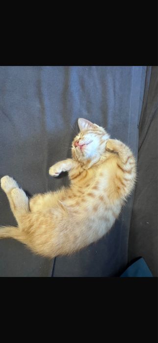 Котенок мальчик в добрые руки 3 месяца