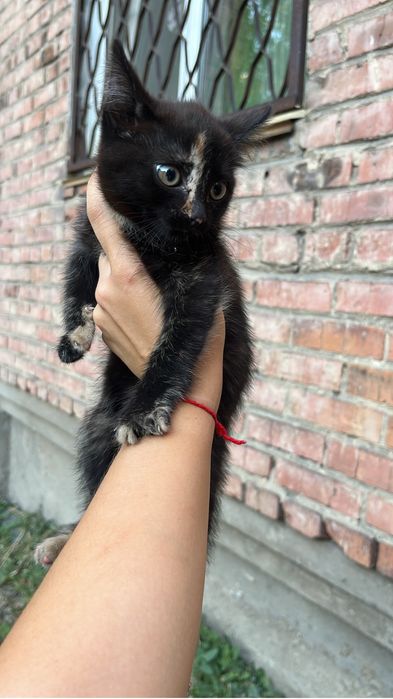 ВЫКИНУЛИ котенка!