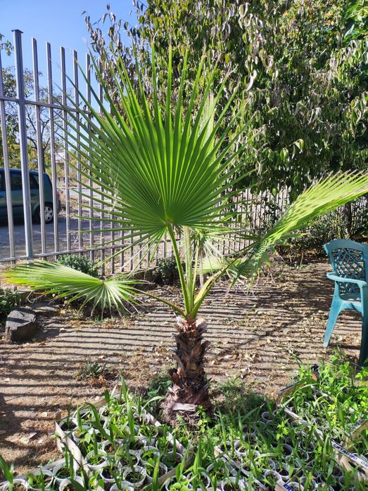 Палми Вашингтон  малки