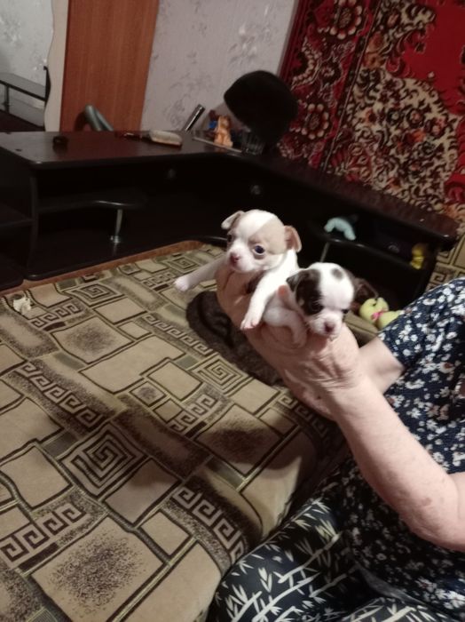 Продам щенков мини чихуахуа