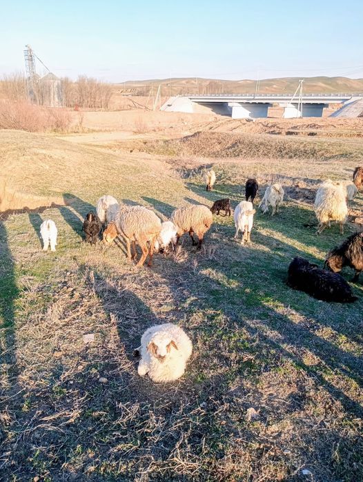 Баран қой ешкі лақ қозы