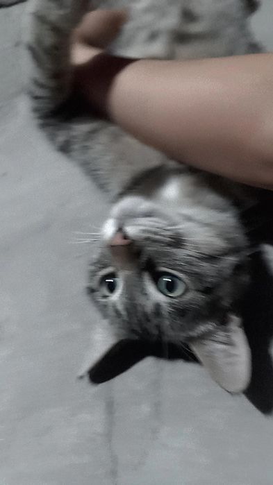 Haqiqiy jinsiy aloqa videolar