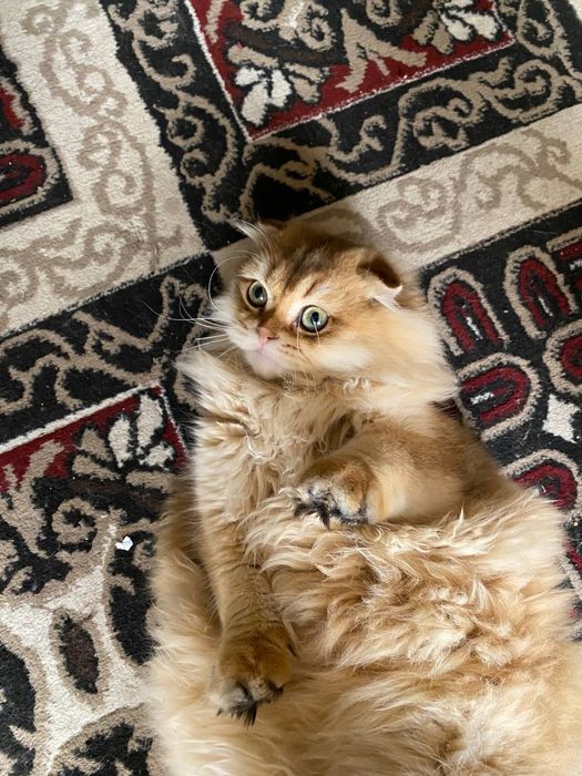 Скоттиш      фолд