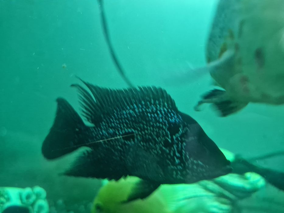 фловер хорн цихлида