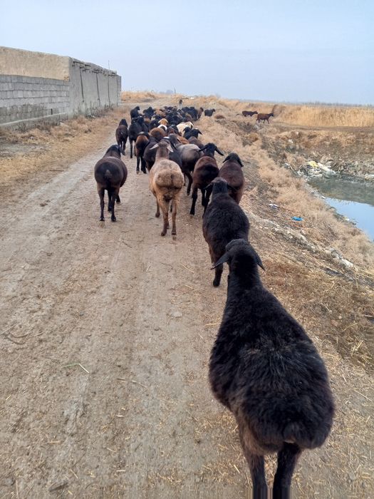 Bug'oz qo'ylar sotiladi