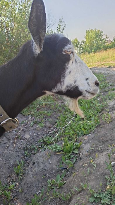 Коза дойная продам