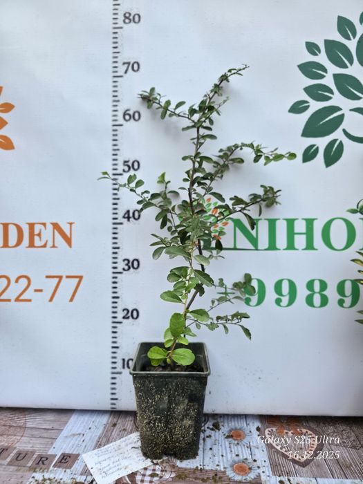 Пироканта кучатлари оптом