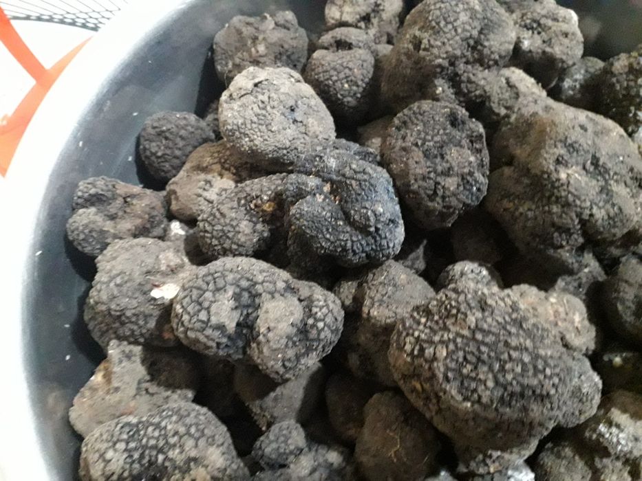 Trufe  negre proaspete