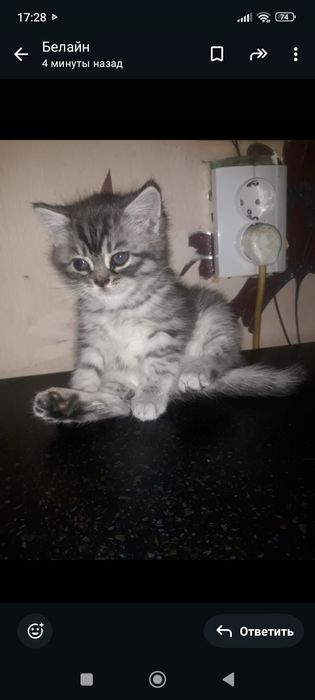 Шотланды 1,5 месяцев.