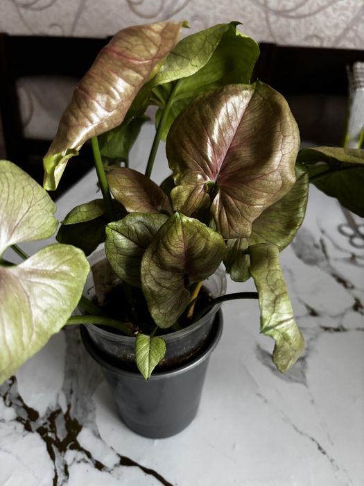 Продаю цветы сингониумы и эпипремнум