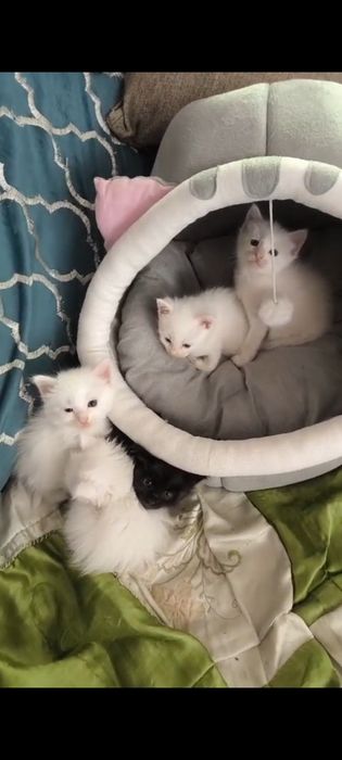 Котёнок Мейн-кун ( котята)
