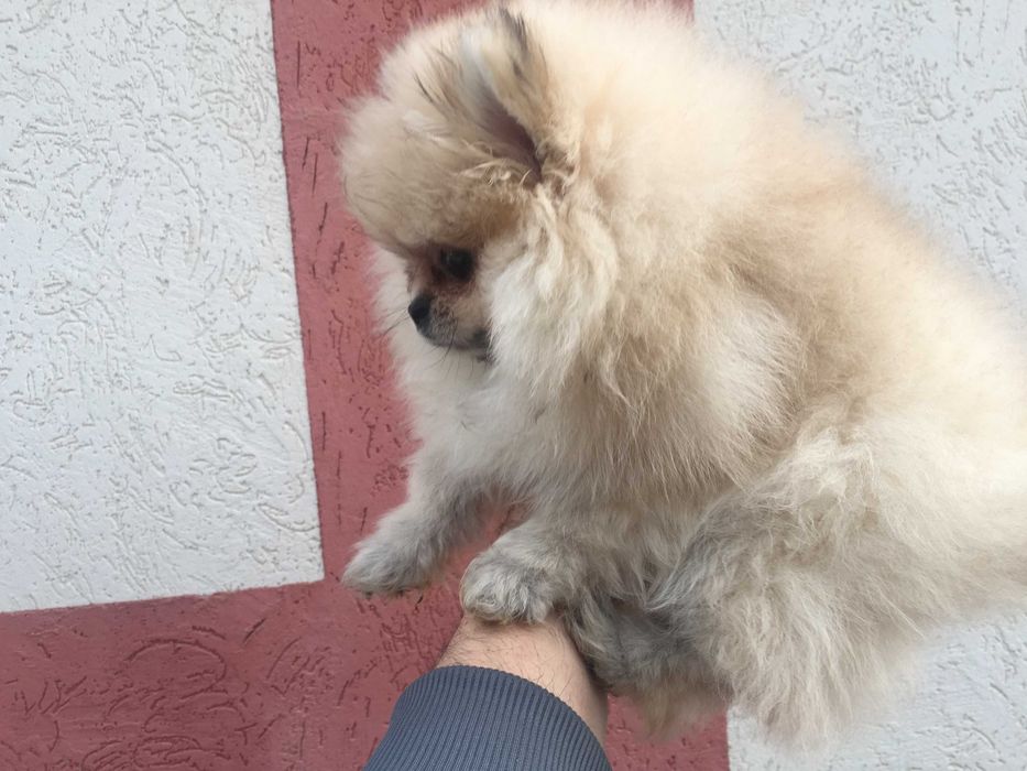 Померан мини Померанчета