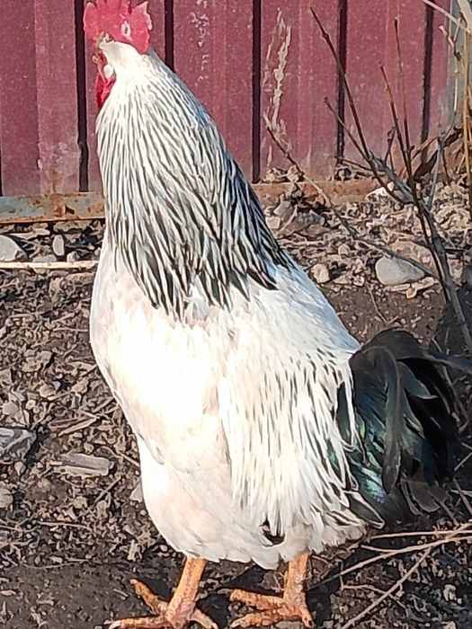 Адлерски парода п