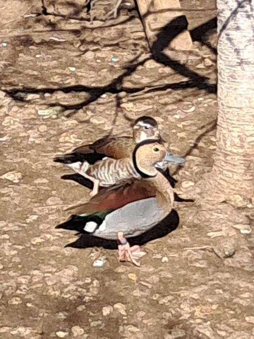 Rate Micul Atlantic Rațe Exotice de baltă și baltă