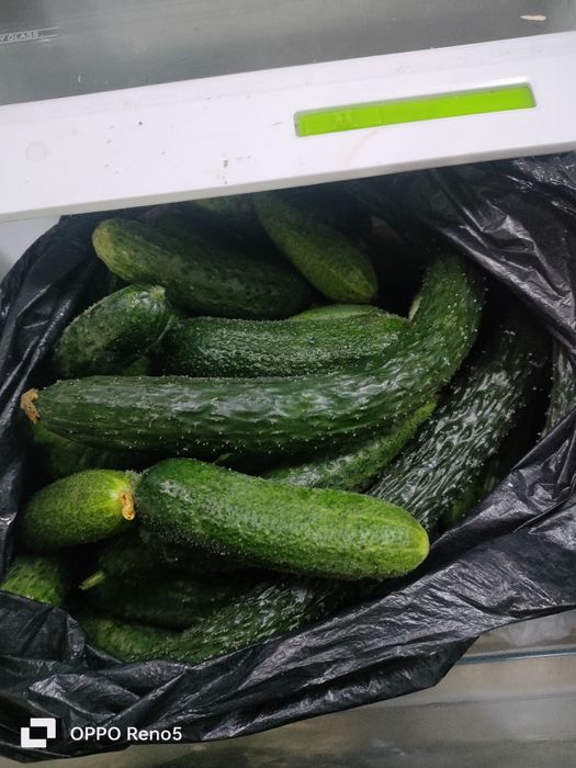Продам домашние огурцы.