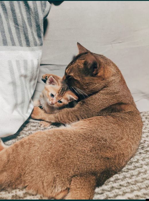 Абиссинский котёнок