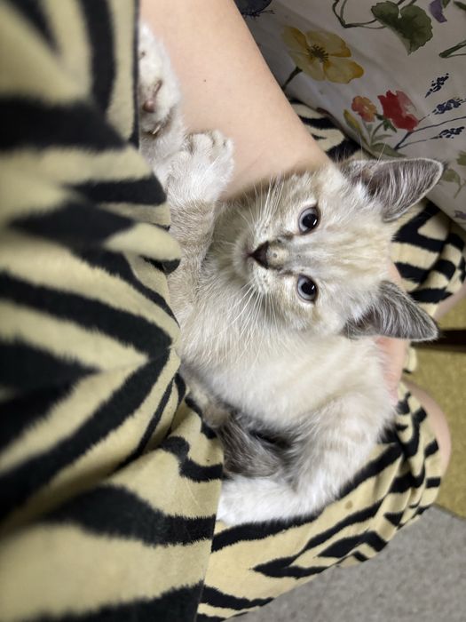 Котята сиамец и охос азулес