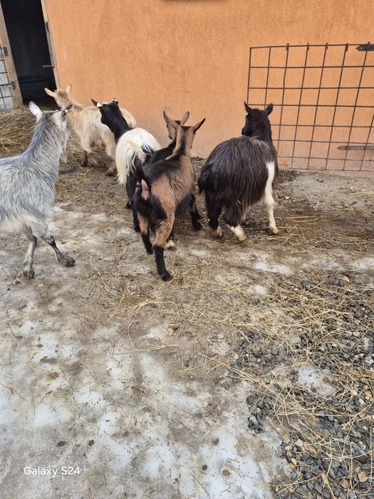 De vanzare 4 vatui si 2 iedute