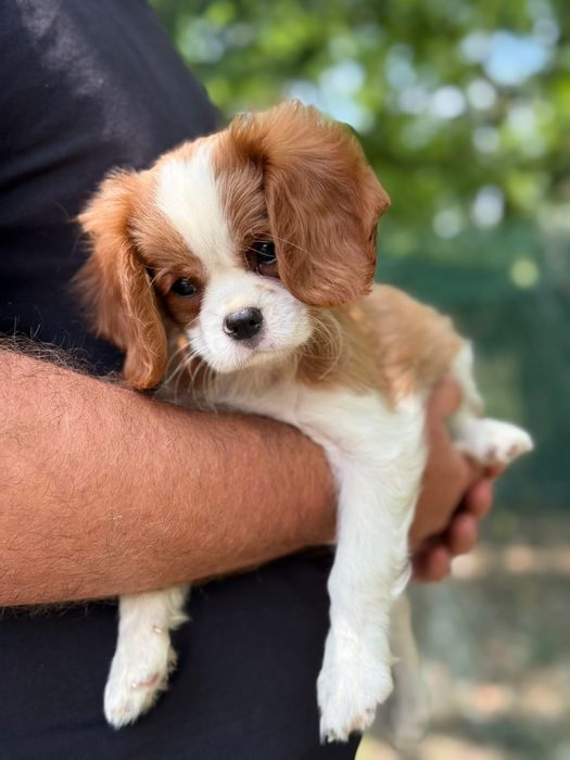 Cavalier king Charles fetiță