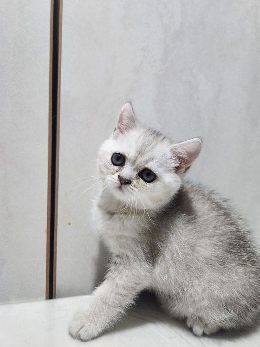 Serebristiy shinshilla