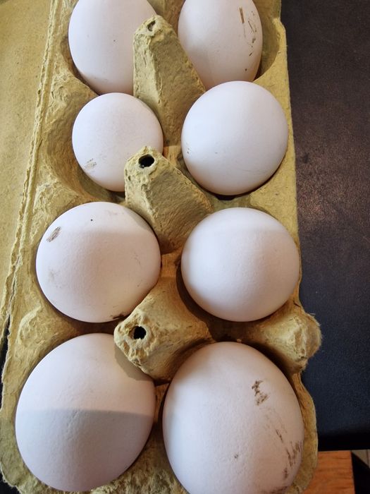 Яйце от сребърен бракел