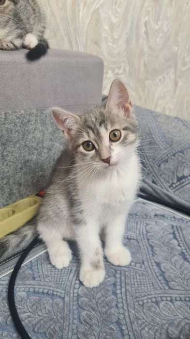 Ищем дом для котят