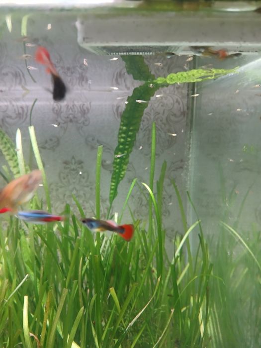 Продам мол/ых гуппи