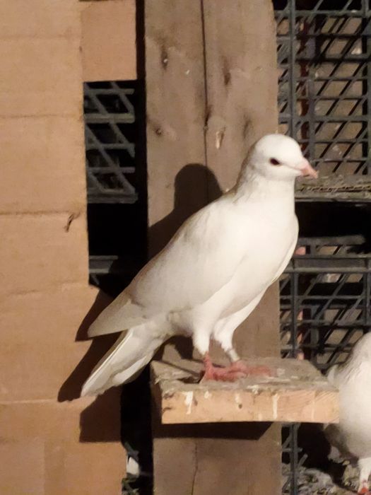 Голубей. Ооиптртригго