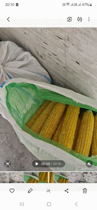 Сладкий кукуруза