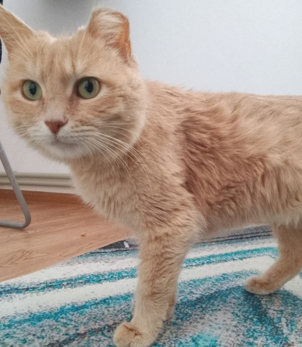 Мысық сатылады .