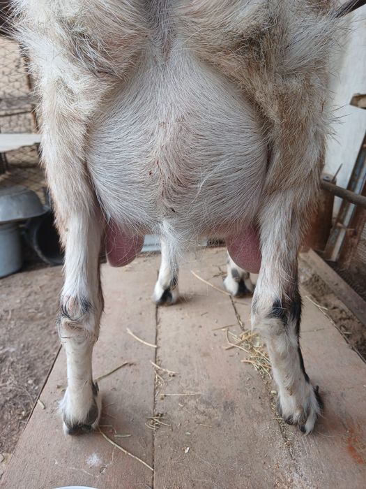 Сауынды ешкі лақтарымен