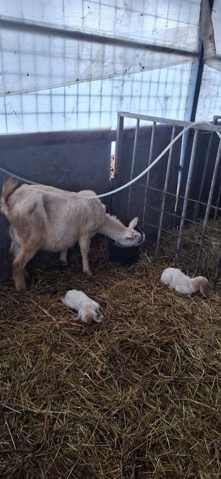 Iedute Sannen,alpine si metis