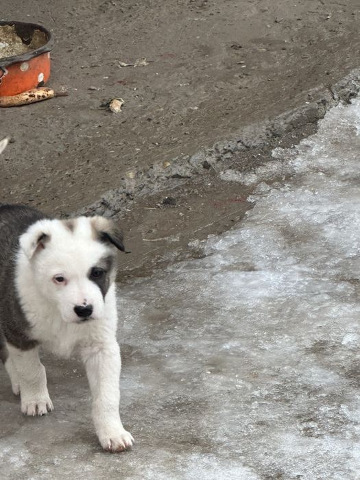 Щенки овчарки и тобета