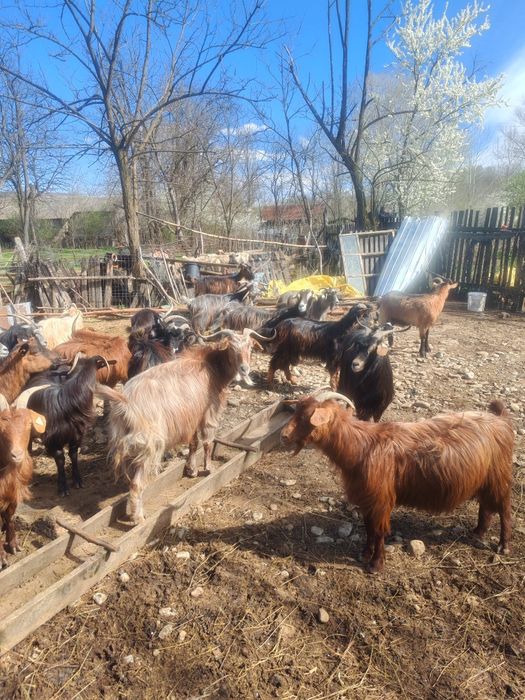 Vând 35 de capre la prețul de 500 de lei ( bucata ) cu iedul langa ele
