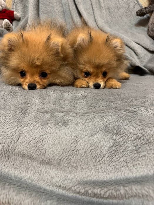 Щенки немецкого шпица