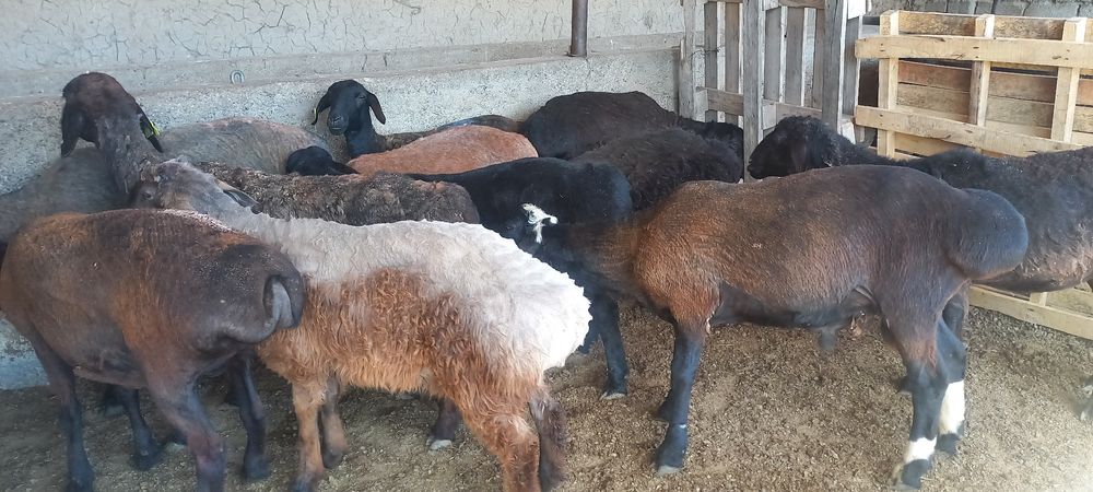 Қой, тоқты қошқарлар сатылады.