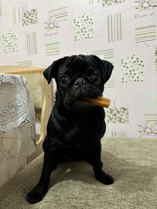 Девочка мопс ищет друга для связки