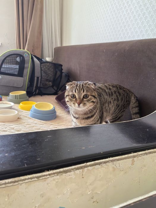 Продаётся кот Шотландский вислоухий