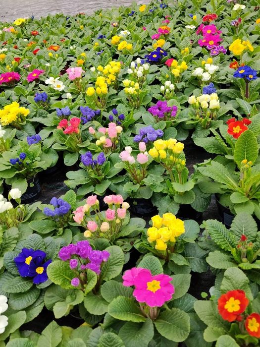 Flori de primavara, direct de la producator - Matca