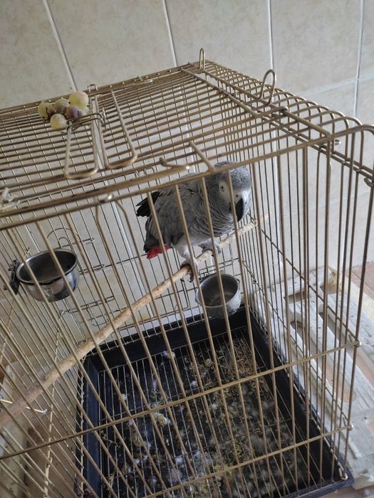 Jako To'tiqush jinsini bilmayman