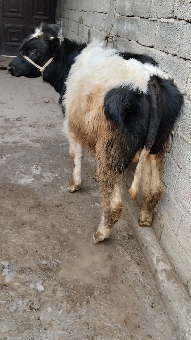 2 ta gibrit buqalar sotiladi