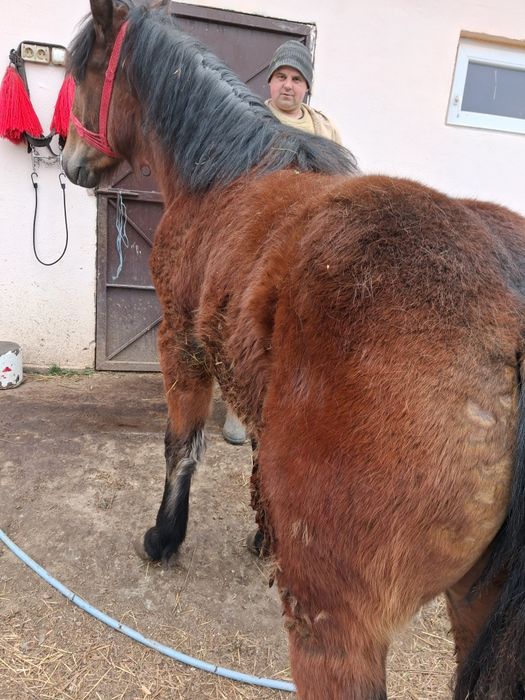 Mânz de vanzare 8 luni