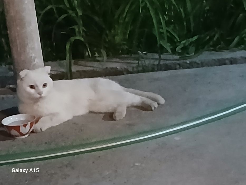 Мушук сотилади зотдор