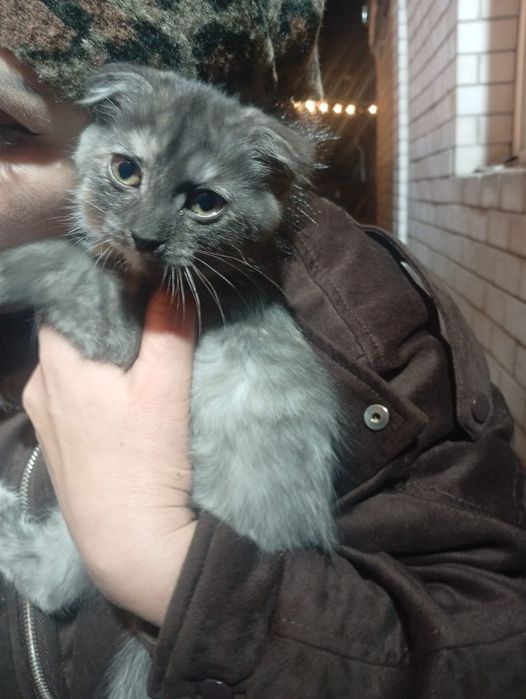 Котёнок ищет дом и хозяев ,бесплатно. Вислоухая