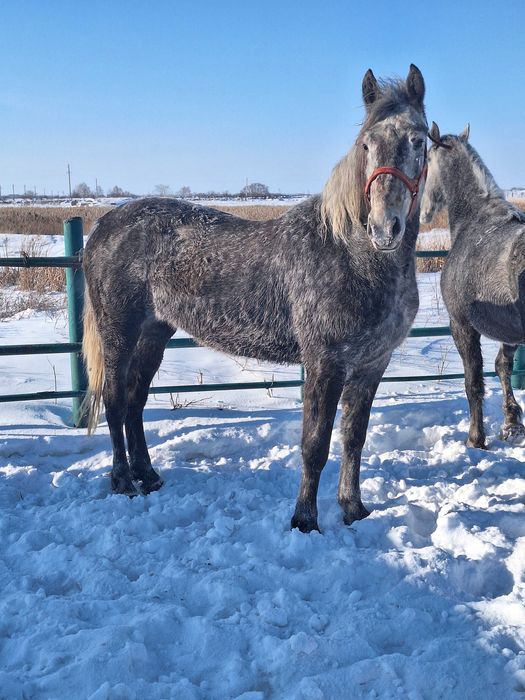 Продам орловских кобыл.