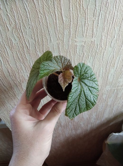 Комнатные растения